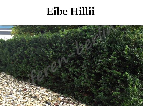 Heckenpflanzen Eibe Hillii
