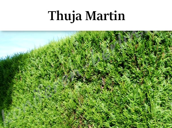 Heckenpflanzen Thuja Martin