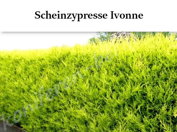 Heckenpflanzen Scheinzypresse Ivonne