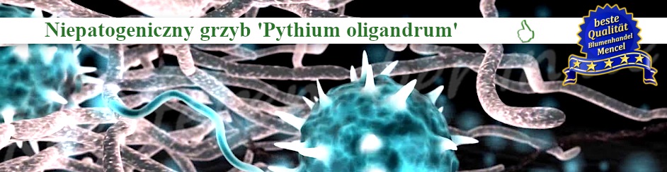 Niepatogeniczny grzyb Pythium oligandrum