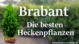 Brabant Die besten Heckenpflanzen 