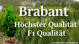 Brabant  Höchster Qualität 