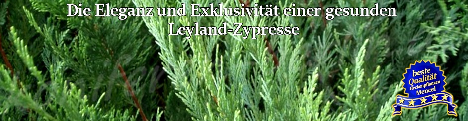 Die Eleganz und Exklusivität einer gesunden Leyland Zypresse 