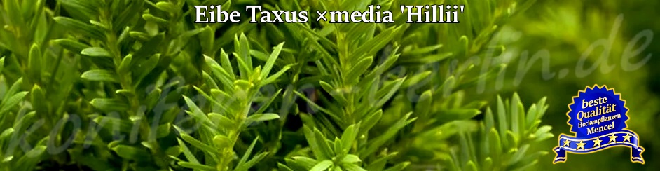 Eibe Becher Taxus media Hillii