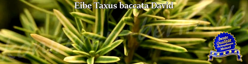 Eibe Taxus baccata David 