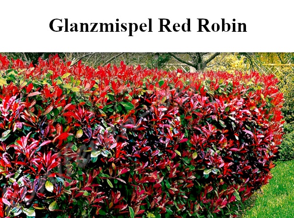 Heckenpflanzen Glanzmispel Red Robin