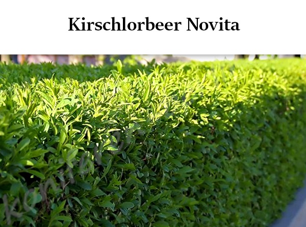 Heckenpflanzen Kirschlorbeer Novita