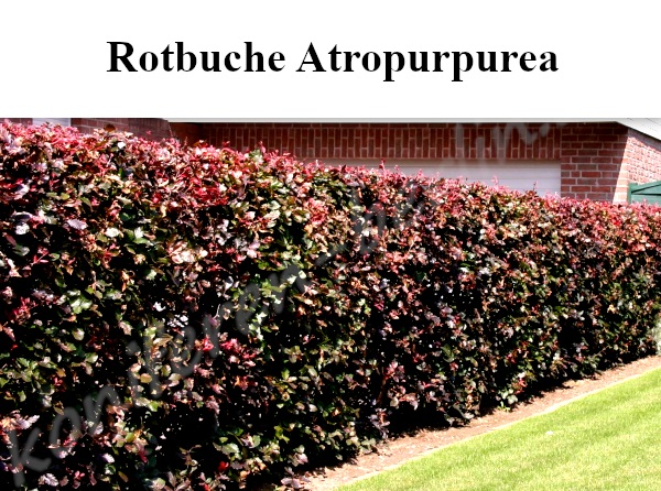 Heckenpflanzen Rotbuche Atropurpurea