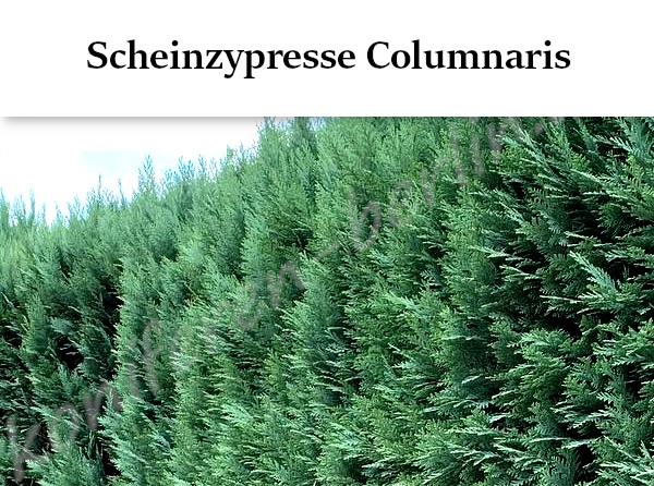Heckenpflanzen Scheinzypresse Columnaris