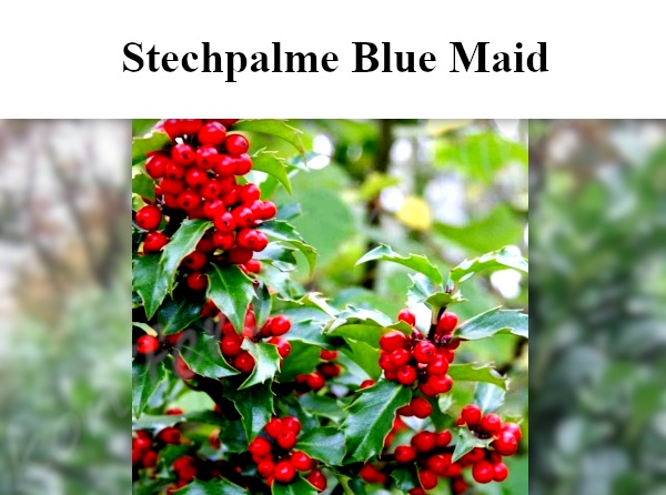Heckenpflanzen Stechpalme Blue Maid