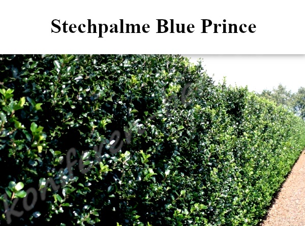 Heckenpflanzen Stechpalme Blue Prince
