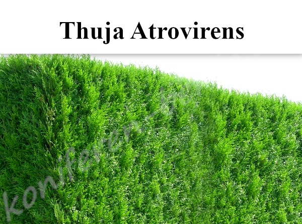 Heckenpflanzen Thuja Atrovirens