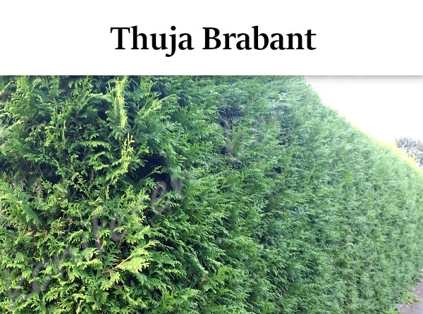 Heckenpflanzen Thuja Brabant