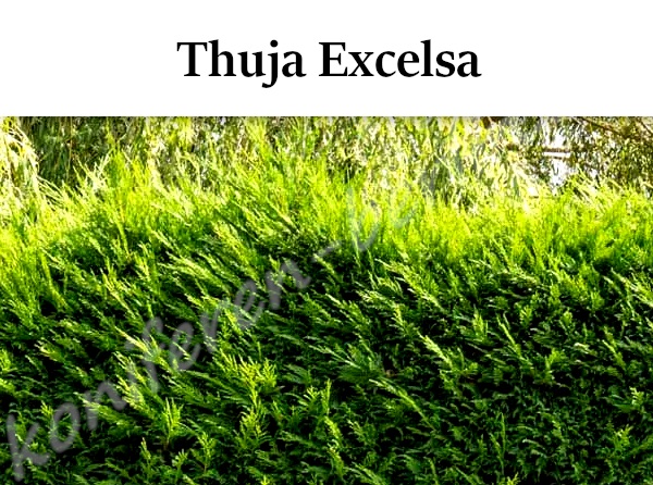 Heckenpflanzen Thuja Excelsa