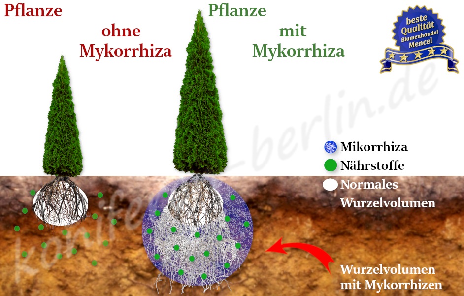 Pflanze mit Mykorrhiza Wurzelvolumen mit Mykorrhizen