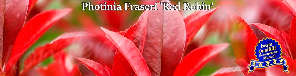 Photinia Fraseri Red Robin 