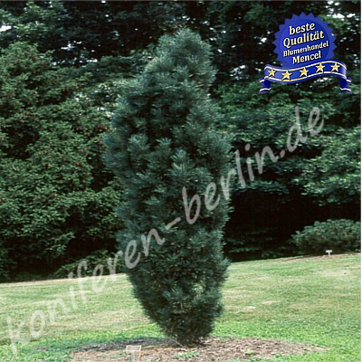 Pinus sylvestris Fastigiata