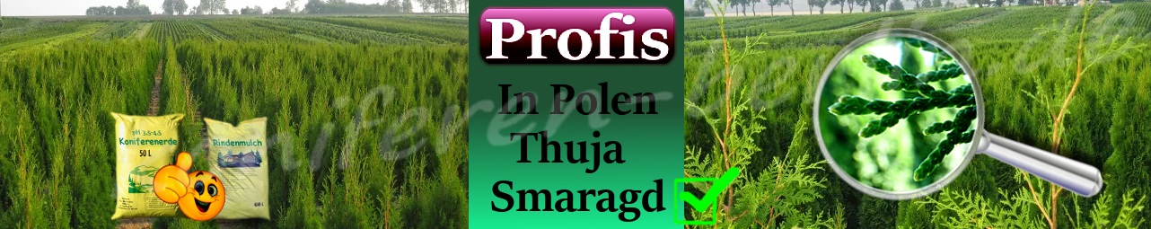 Profis Plantage in Polen Thuja Smaragd 