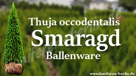Thuja Smaragd - Ballenware  