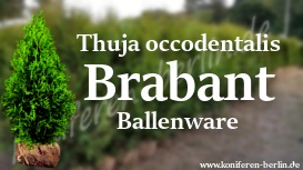 Thuja occidentalis Brabant Ballenware