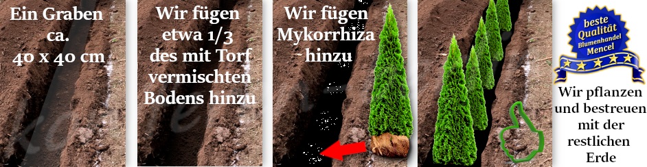 Vorbereitung des Grabens beim Pflanzen von Thuja mit Mykorrhiza Pilzen 