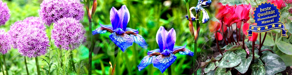 Zierlauch Allium Schwertlilie Iris AlpenveilchenCyclamen 